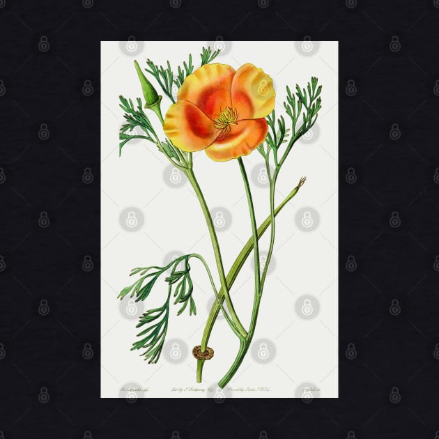 California poppy - Botanical Illustration by chimakingthings